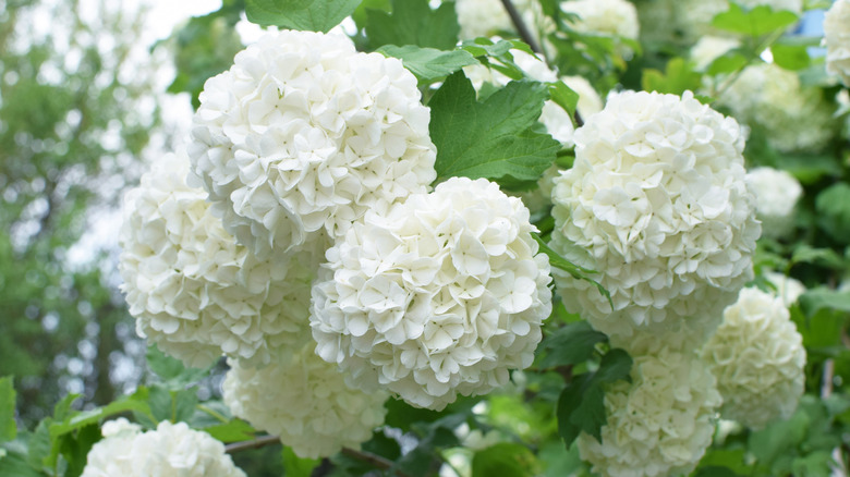 Bir Viburnum çalının çiçek kümelerinin kabarık beyaz kümeleri