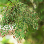 New York Bahçeleri'nde tahribat yaratan ortak haşere (ve bu konuda ne yapmalı)