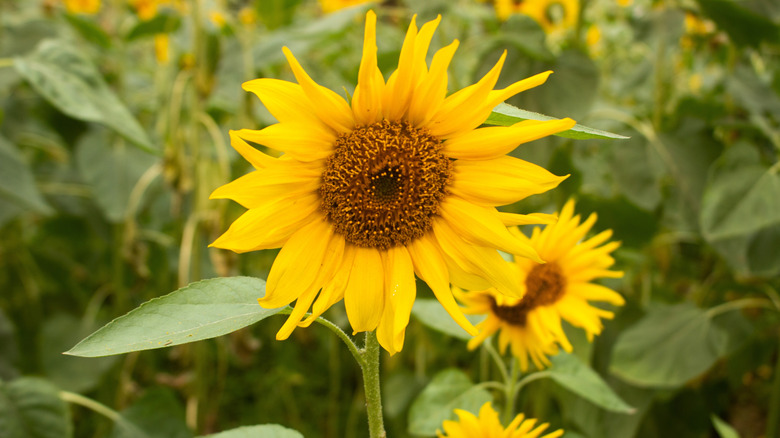 Ayçiçeği cesur sarı çiçeklerle çiçek açar.