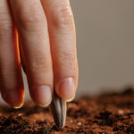 Mümkün olan en sağlıklı bitkiler için ayçiçeği nerede yetiştirilir