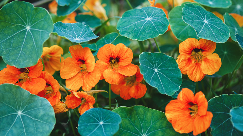 Bloom'da turuncu çiçeklerle nasturtium
