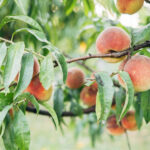 Şeftali ağacınızdan yabani otları bastırabilen ve zararlıları bastırabilen güzel turuncu çiçek