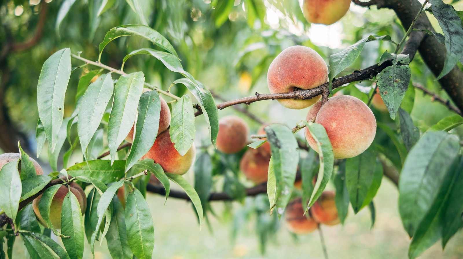 Şeftali ağacınızdan yabani otları bastırabilen ve zararlıları bastırabilen güzel turuncu çiçek