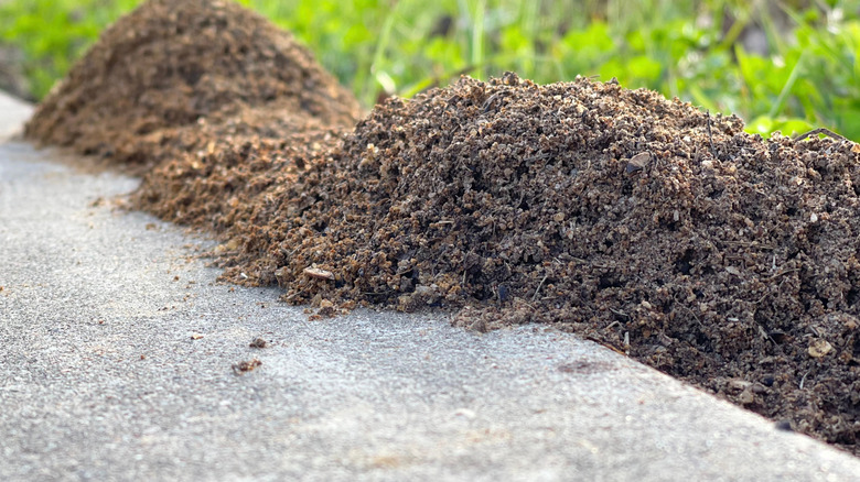 Kaldırımda oluşan karınca tepeleri.