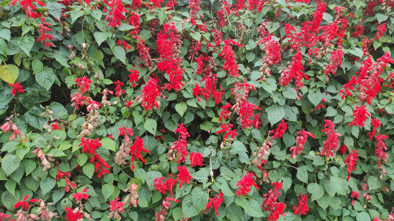 Tam çiçek açan Scarlet Sage