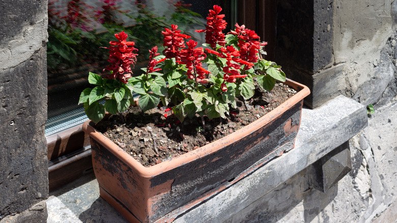 Pencerede bir tencerede kırmızı salvia