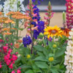 Repoting konusunda endişelenmenize gerek kalmayacağınız çarpıcı uzun çiçek açan çiçek