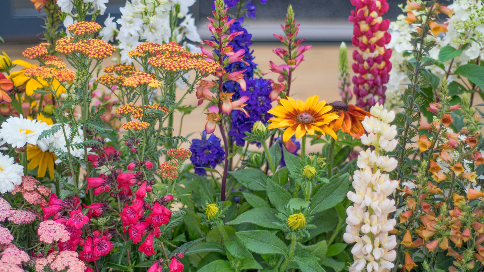 Repoting konusunda endişelenmenize gerek kalmayacağınız çarpıcı uzun çiçek açan çiçek