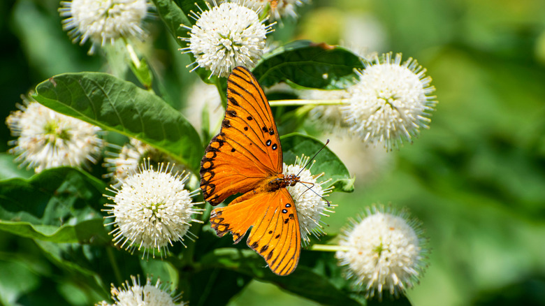Bir Buttonbush Çiçek Üzerinde Nektar İçin Kelebek Yemleme
