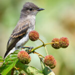 Kelebekler ve kuşlar için bir mıknatıs olan bahçenizde büyüyebileceğiniz az bakım gerektiren çalı