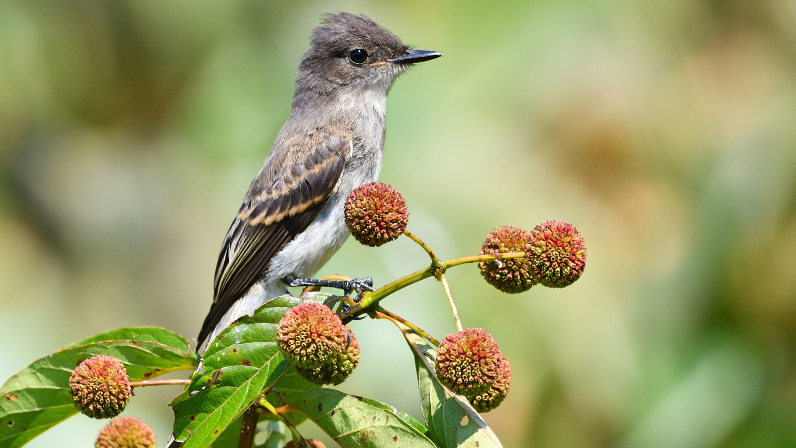 Kelebekler ve kuşlar için bir mıknatıs olan bahçenizde büyüyebileceğiniz az bakım gerektiren çalı