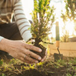 Nemesis Dikimi - Nedir ve Bahçenizde Neden Dikkatli Olmalısınız