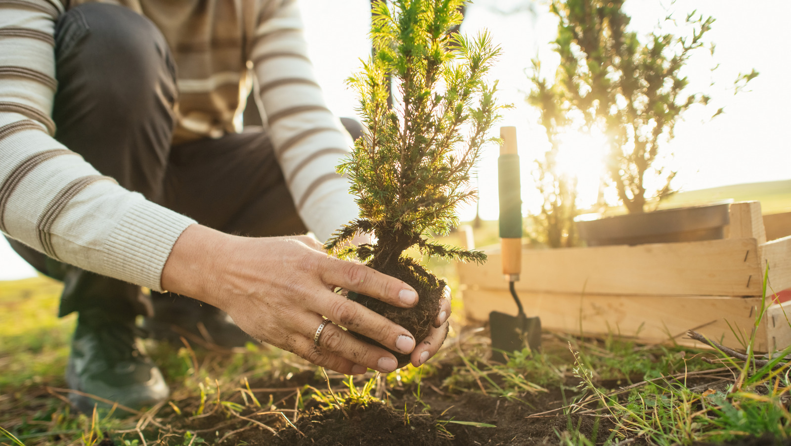 Nemesis Dikimi - Nedir ve Bahçenizde Neden Dikkatli Olmalısınız