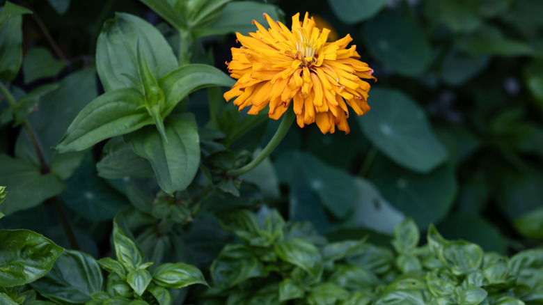 Fesleğenle birlikte büyüyen altın zinnia