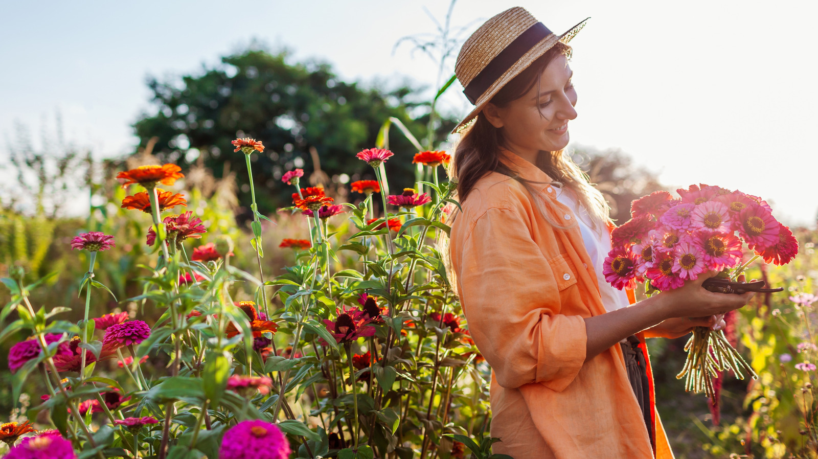 En iyi Zinnia Companion bitkilerinden biri lezzetli, büyümesi kolay bir bitkidir
