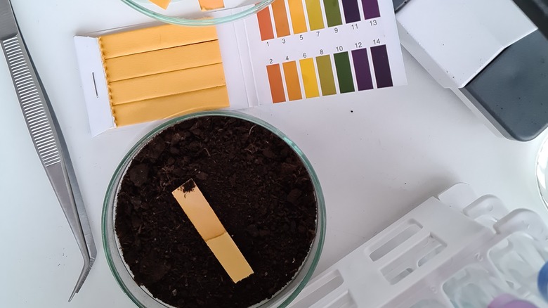 Toprakla dolu küçük bir tabakta bir pH test şeridinin üst görünümü