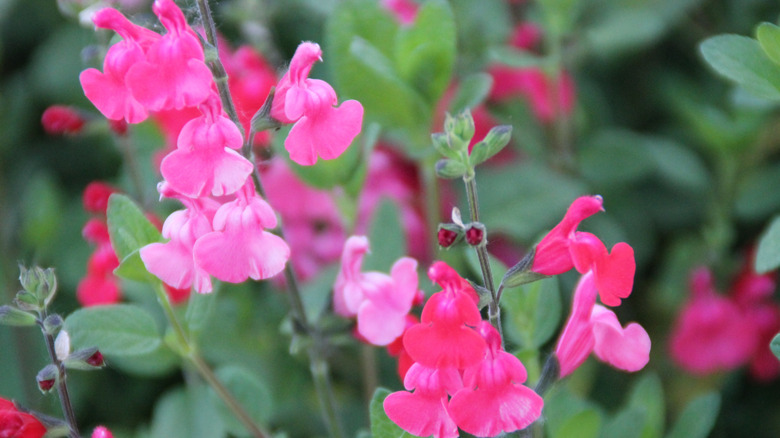Sonbahar adaçayı tesisinde pembe çiçekler