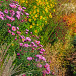 Sonbaharda süren muhteşem çiçekler için Ağustos ayında ekmeniz gereken çok yıllık