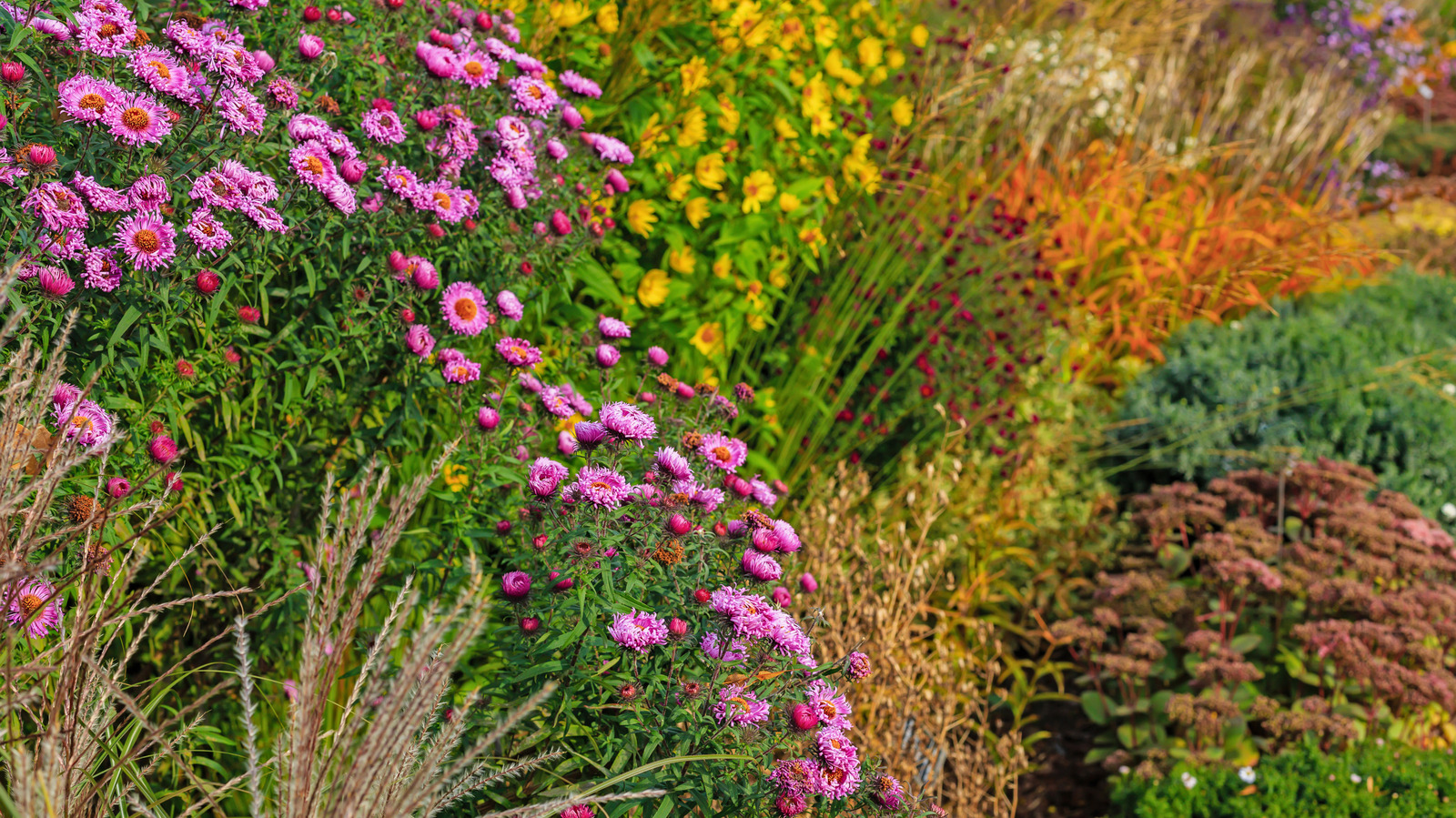 Sonbaharda süren muhteşem çiçekler için Ağustos ayında ekmeniz gereken çok yıllık
