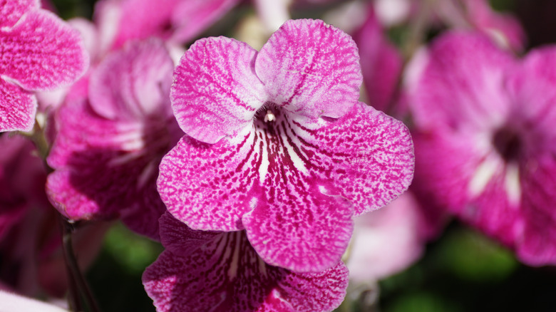 Bloom'da Cape Primrose Çiçekleri