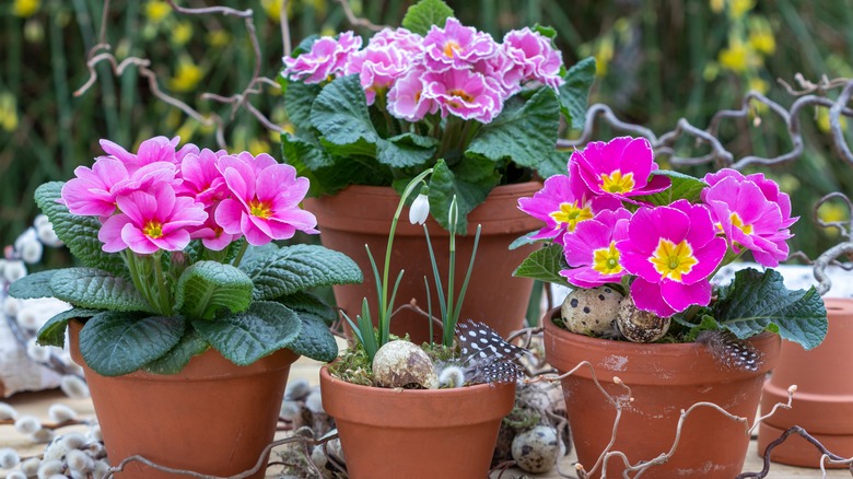 Tencerede küçük bir beyaz çiçek tomurcuğunu çevreleyen pişmiş toprak kaplarda üç pembe primrose bitkisi