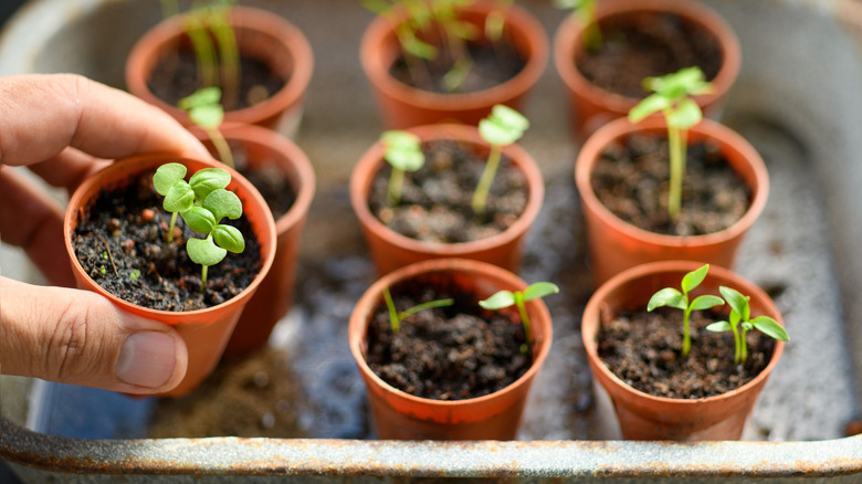 Çiçek fidesini küçük tencereye yerleştirme
