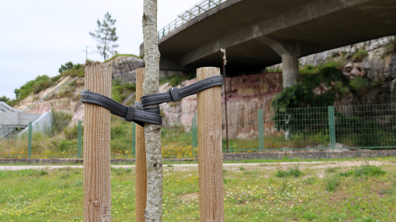 Ağaçları stabilize etmek için kullanılan lastik hortum