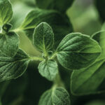 Hiç bitmeyen bir taze kekik kaynağı için kolay bir bitki yayılma tekniği deneyin