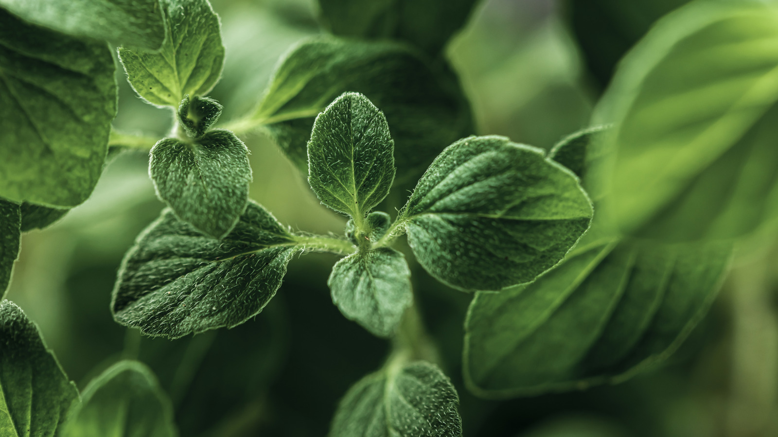 Hiç bitmeyen bir taze kekik kaynağı için kolay bir bitki yayılma tekniği deneyin