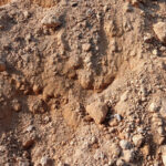 Kayalık toprağınızın bahçenizin gelişmesine yardımcı olmak için gereken basit düzeltme