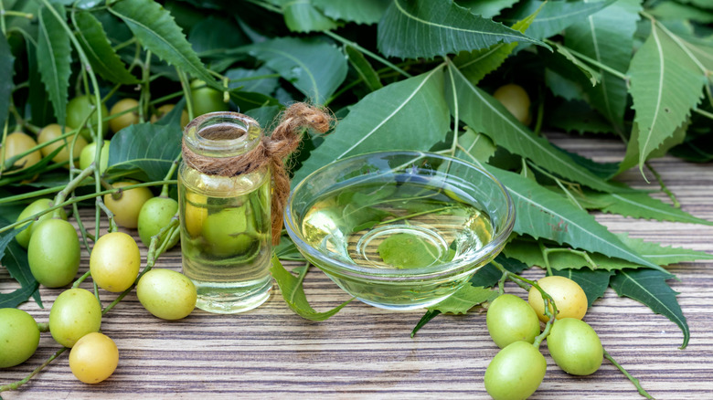 Neem tesisi ve neem yağı küçük bir şişede