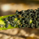 Blackfly zararlıları bahçenizden nasıl çıkarılır (ve geri dönmelerini önler)