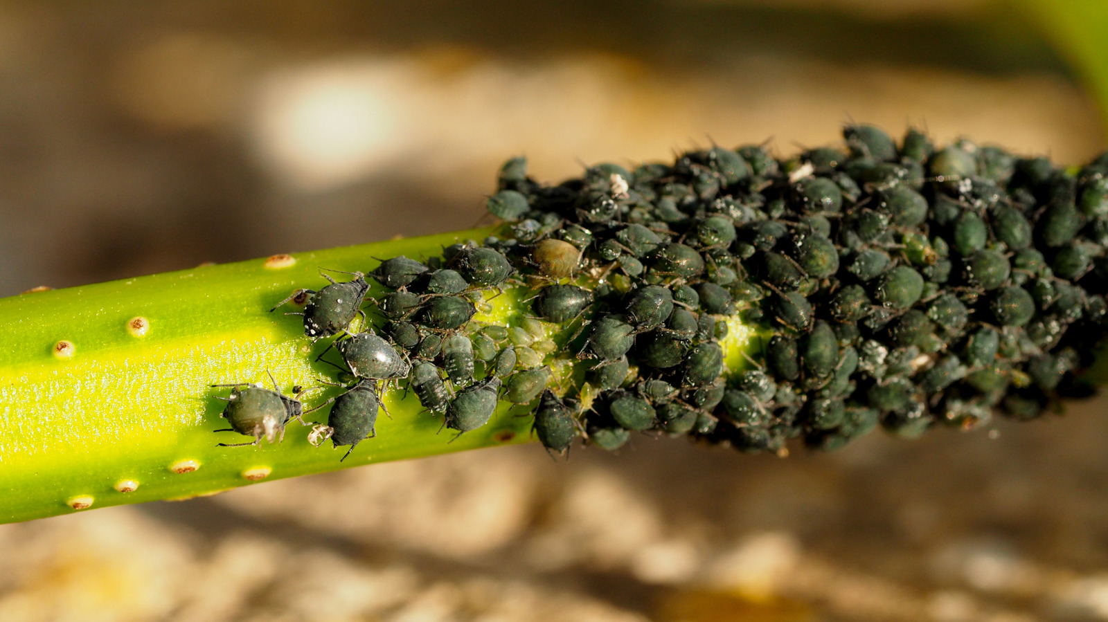 Blackfly zararlıları bahçenizden nasıl çıkarılır (ve geri dönmelerini önler)