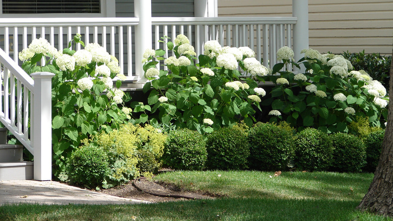 şimşir çalılarının yanındaki ortanca bitkileri