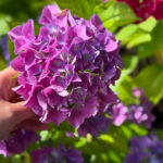 Bir arkadaş olarak ortanca ile dikilecek en iyi çalılar