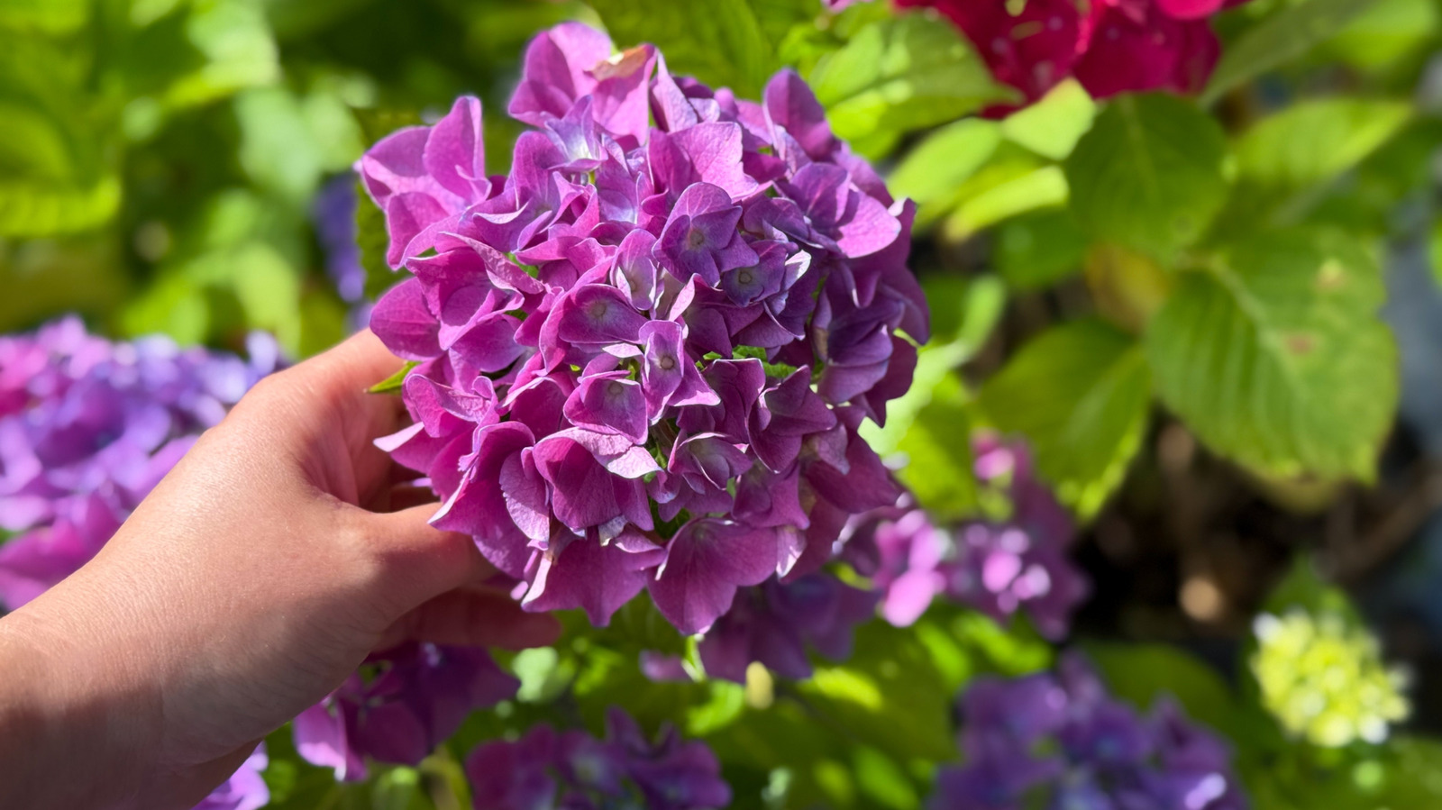 Bir arkadaş olarak ortanca ile dikilecek en iyi çalılar