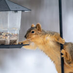 Bir Vicks Vaporub, Squirrels'ın kuş besleyicinizi bastırmasını gerçekten durdurabilir mi?