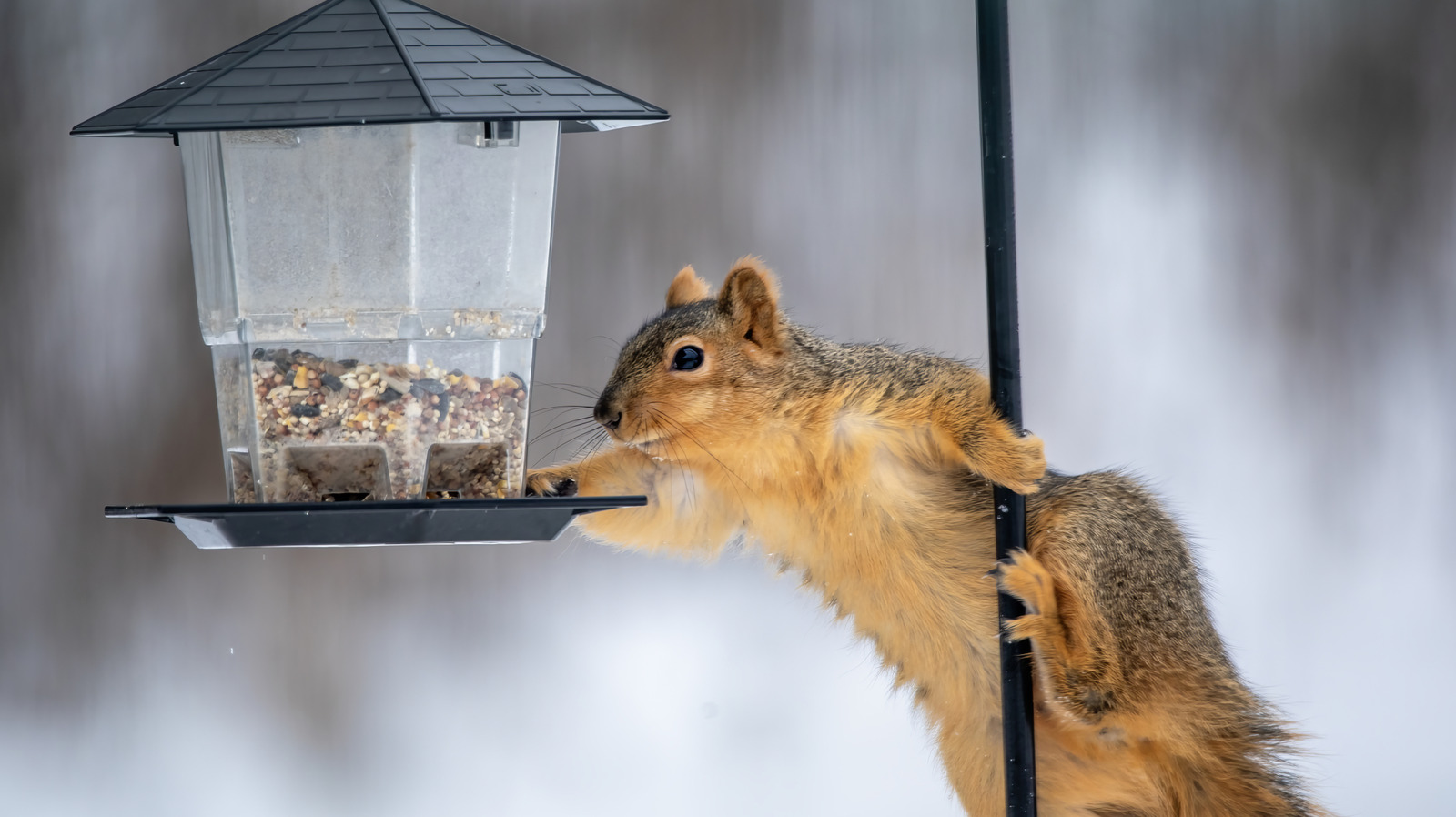 Bir Vicks Vaporub, Squirrels'ın kuş besleyicinizi bastırmasını gerçekten durdurabilir mi?