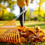 Delaware bahçenizdeki yaprakları yakabilir misin? İşte bilmeniz gerekenler