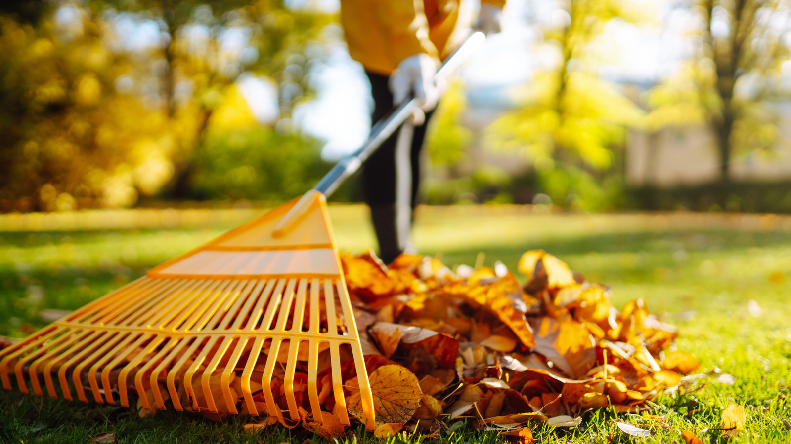 Delaware bahçenizdeki yaprakları yakabilir misin? İşte bilmeniz gerekenler
