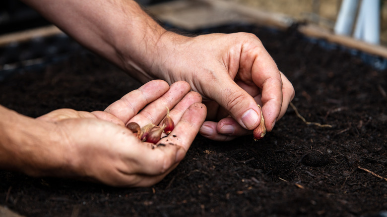 Toprakta Mısır Yürüyen Soğan Ampulleri diken adam