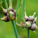 İşte bu yüzden bu yıl bahçenizde bir Mısırlı yürüyüş soğanı için yer açmalısınız