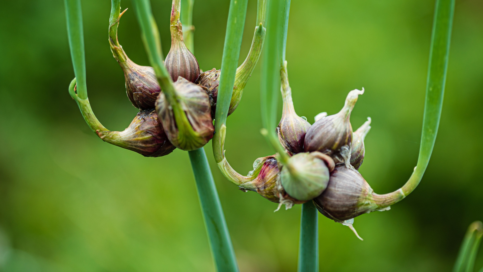 İşte bu yüzden bu yıl bahçenizde bir Mısırlı yürüyüş soğanı için yer açmalısınız