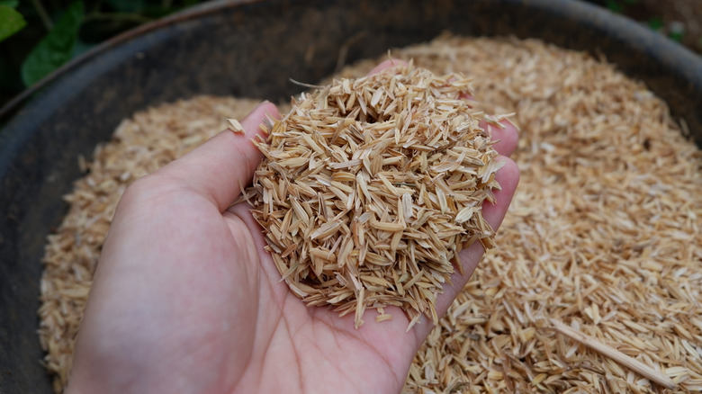 Bir adam bir avuç pirinç gövdesi tutar