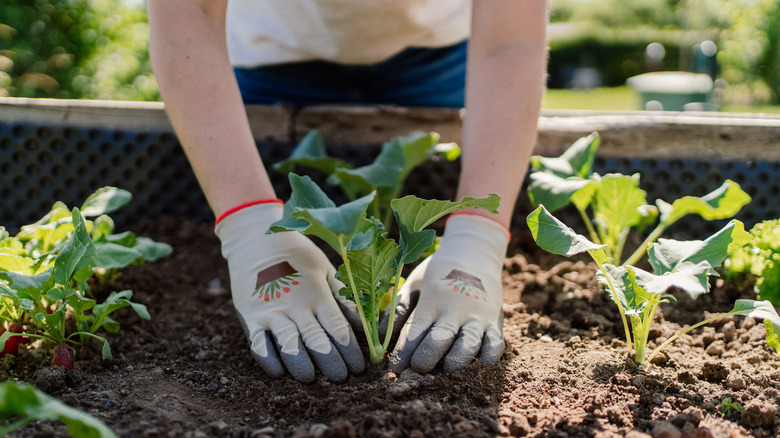 Bir kişi yükseltilmiş bir bahçe yatağına bir bitkiyi diker.
