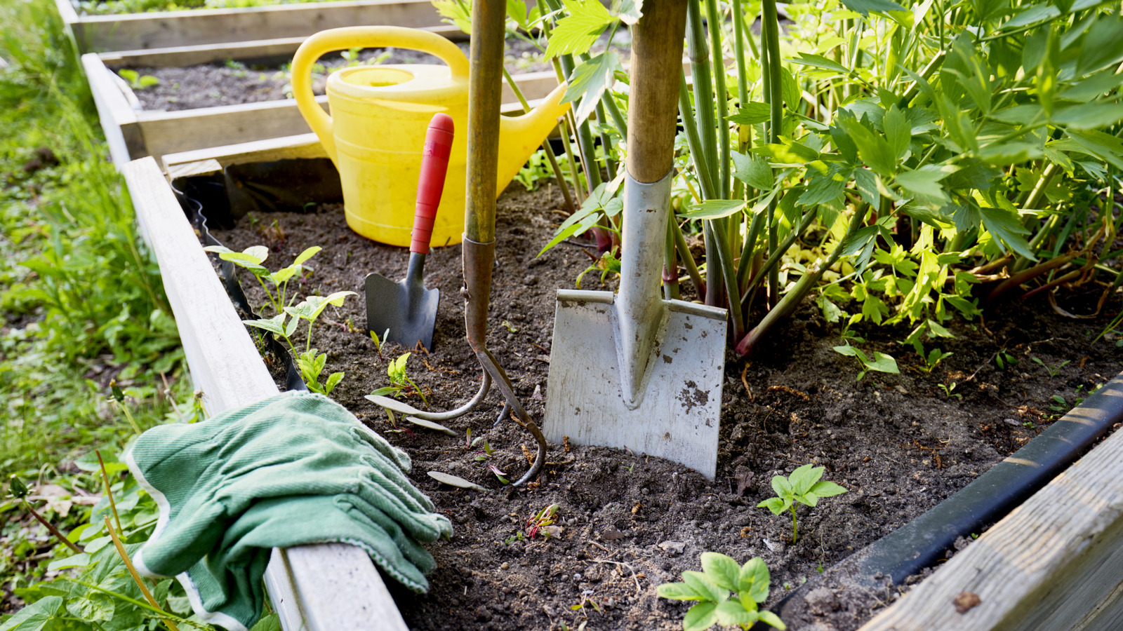 Yükseltilmiş bahçe yataklarınızın daha iyi drenaj ve sağlıklı toprak için ihtiyaç duyduğu basit ekleme