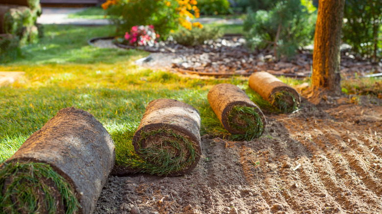 Güneşli bir günde bahçede yeni çim