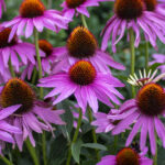 Coneflowers yetiştirirken toprağınıza biraz çakıl ekleyin ve gelişir