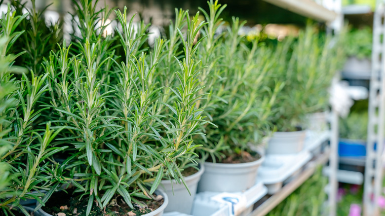 Bir rafta küçük beyaz tencerelerde büyüyen yeşil biberiye bitkileri