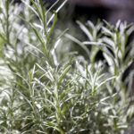 Bahçenizi daha ücretsiz, taze otlarla doldurmak için biberiye nasıl kolayca yayılır